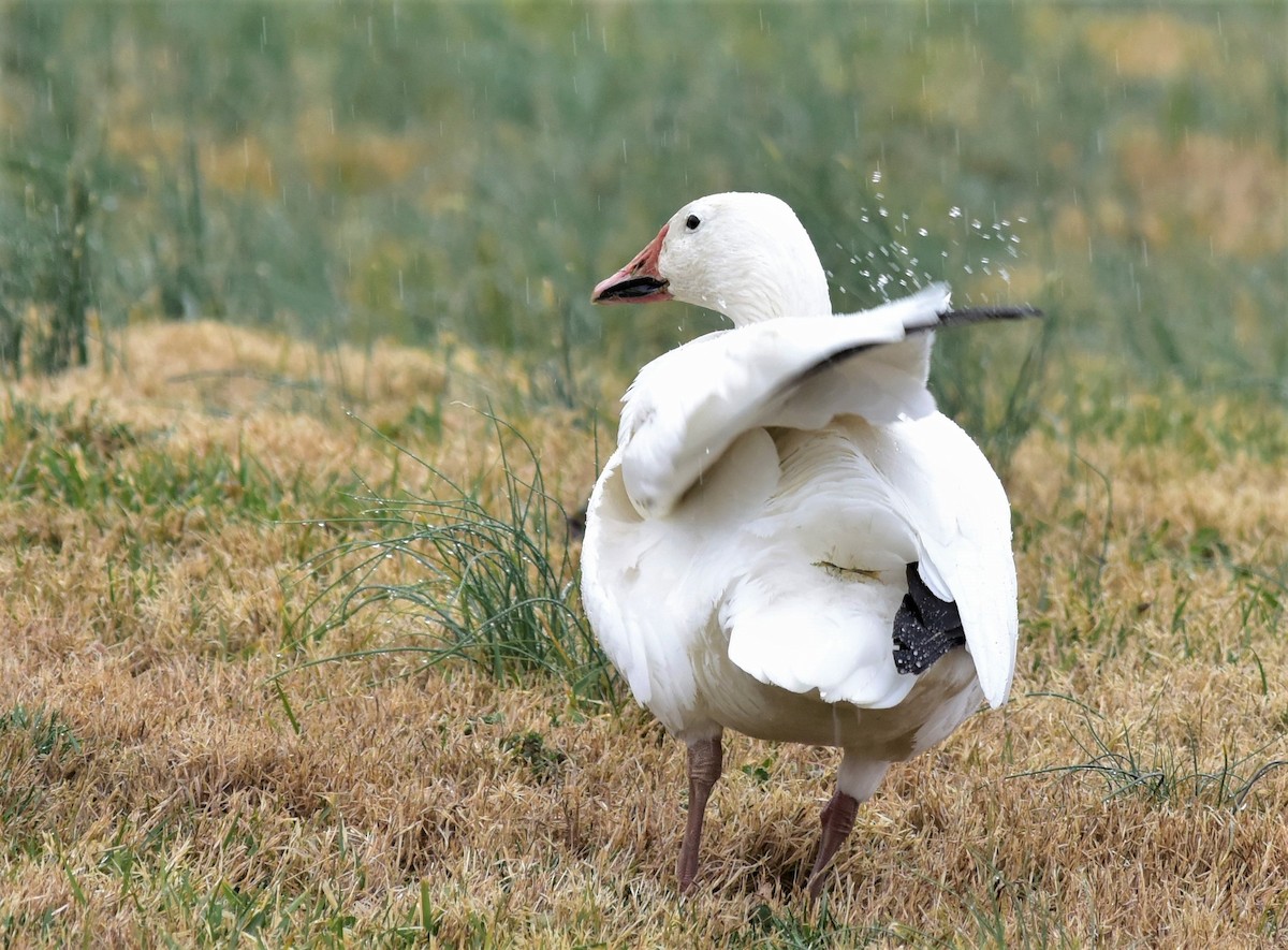 Snow Goose - carol tuskey