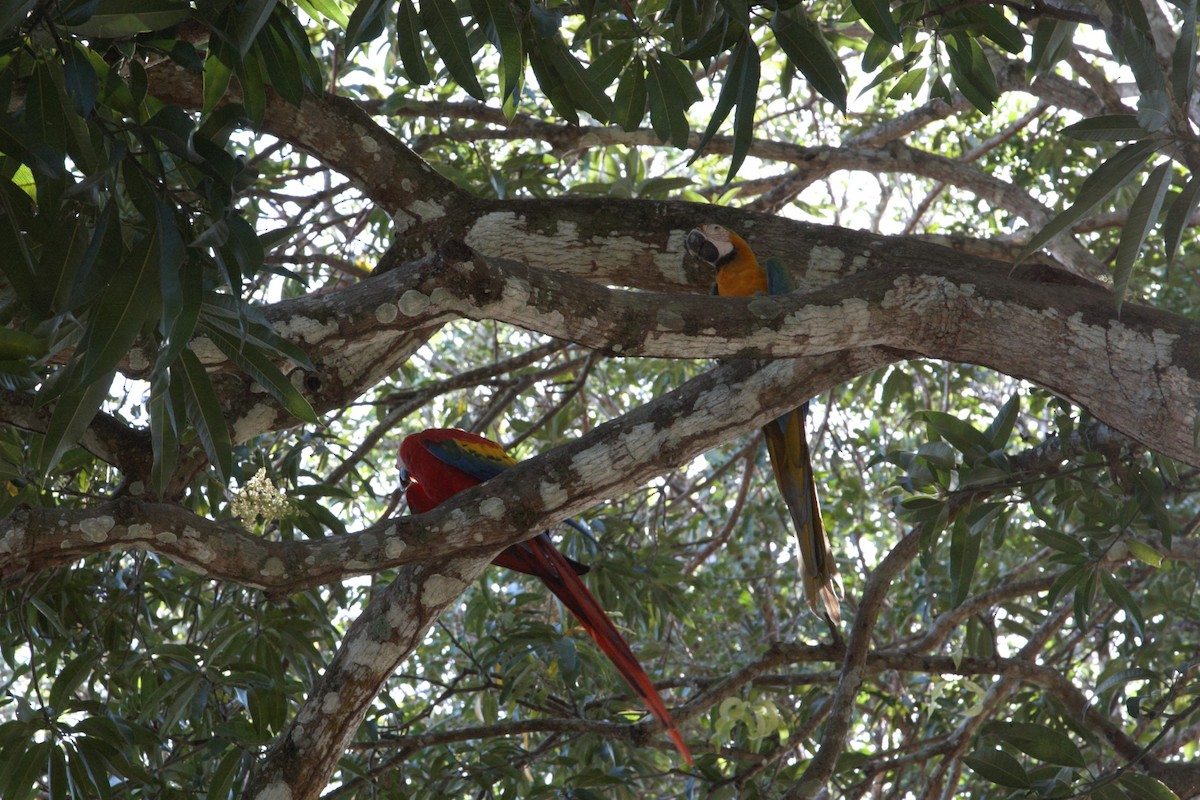 Scarlet Macaw - ML310508141
