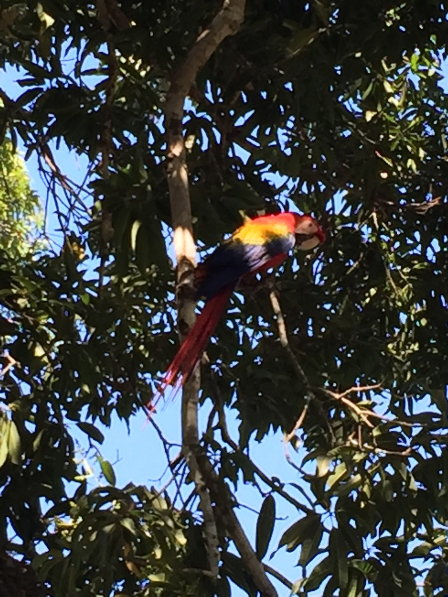 Scarlet Macaw - ML310508161