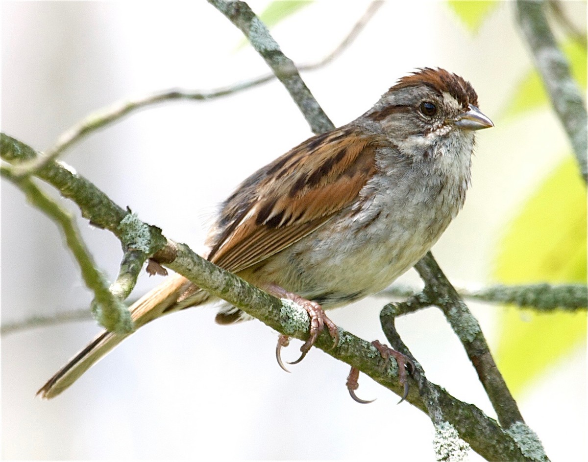 Swamp Sparrow - Karl Overman