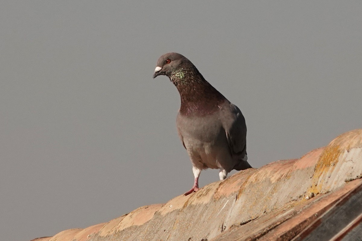Rock Pigeon (Feral Pigeon) - Mira Milovanović