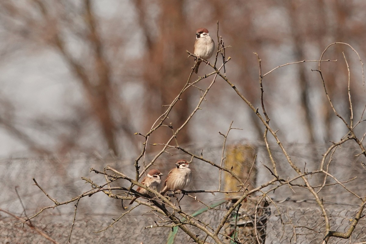 Eurasian Tree Sparrow - ML310517371