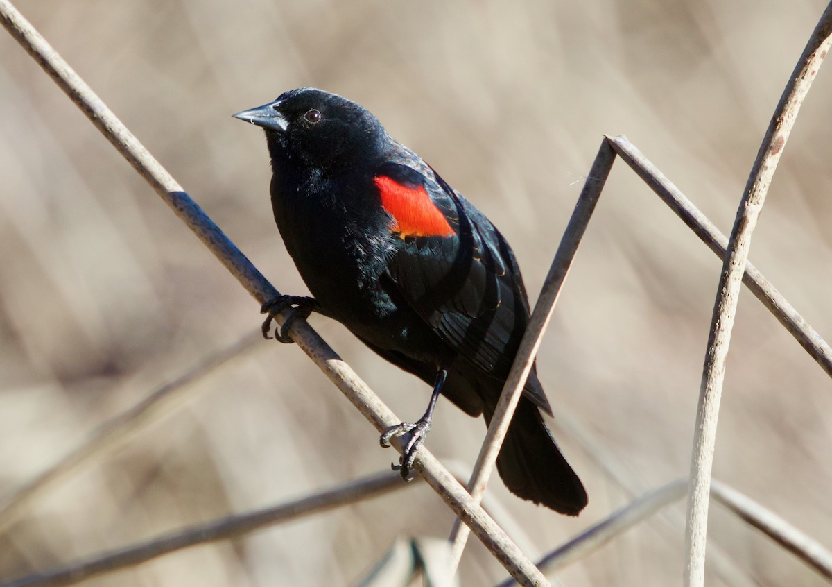 Red-winged Blackbird - Andrew Kenny