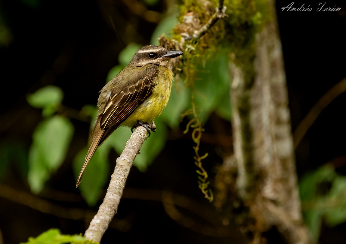 Golden-crowned Flycatcher - ML310518921