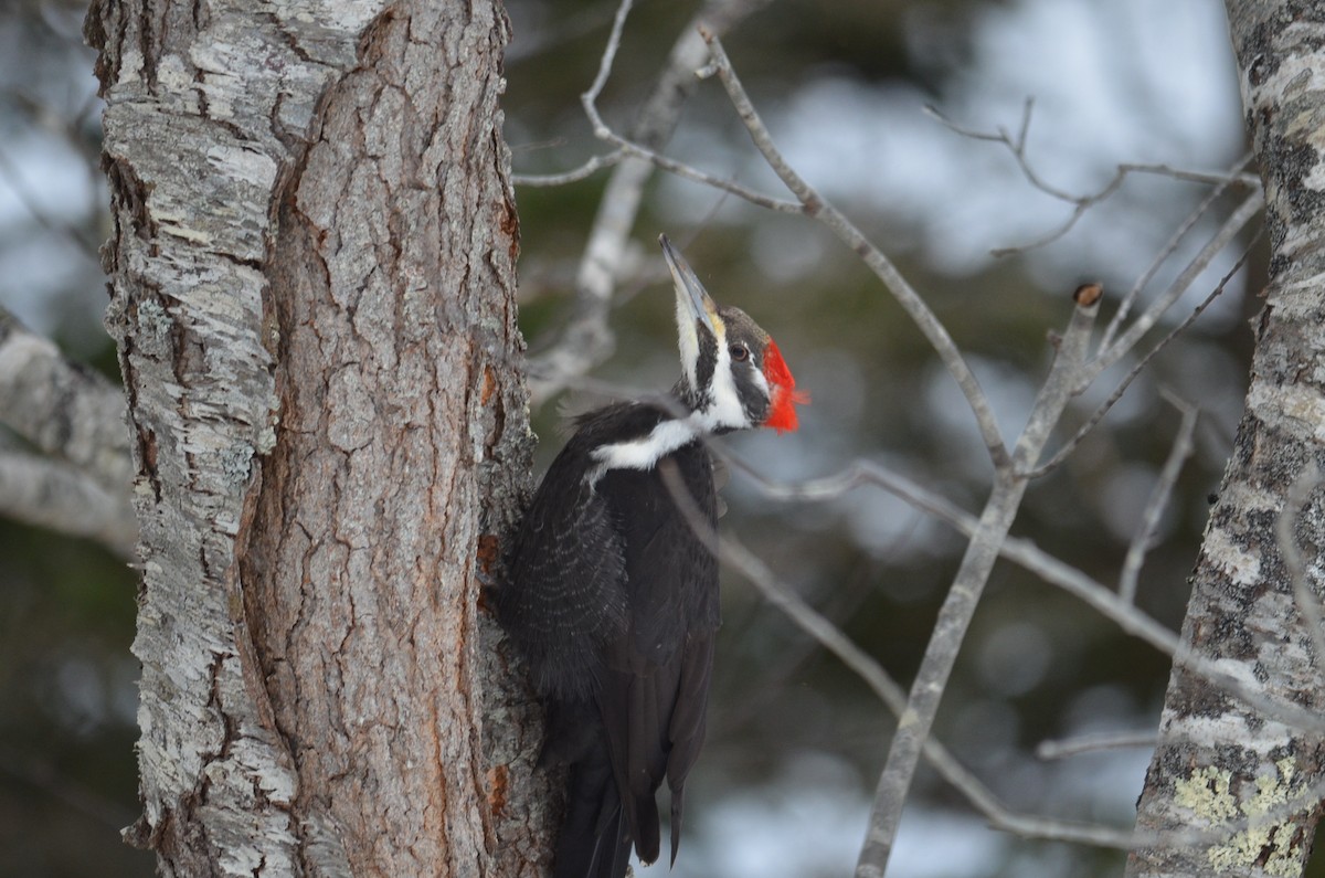 Pileated Woodpecker - Jerome D'Eon