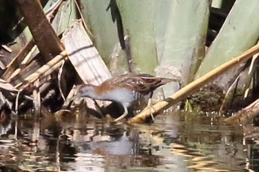 Baillon's Crake - Roly Pitts