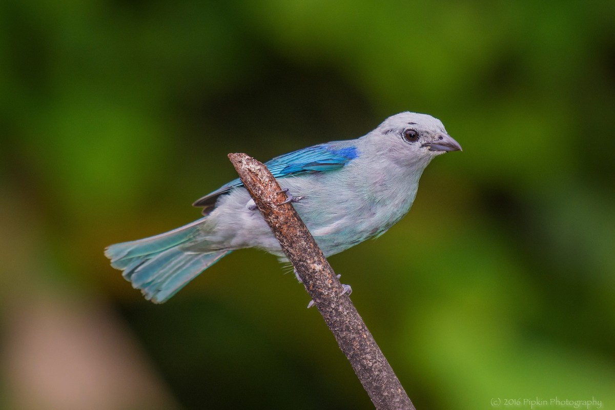 Blue-gray Tanager - Tal Pipkin