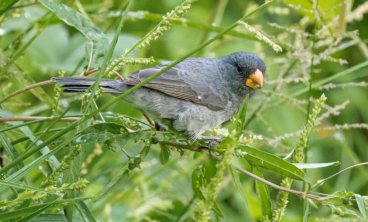 Gray Seedeater - ML310529501