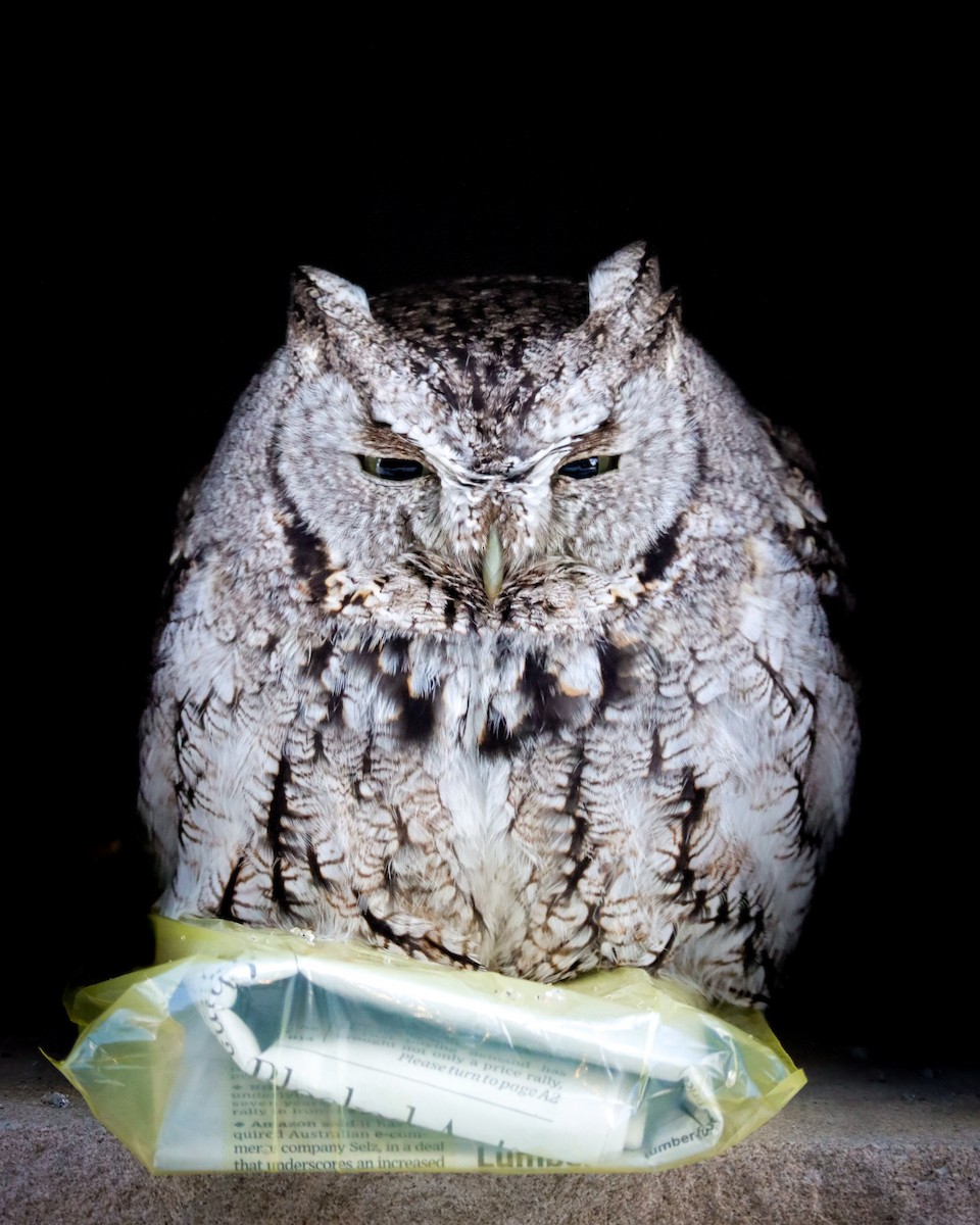 Eastern Screech-Owl - Ryan Andrew
