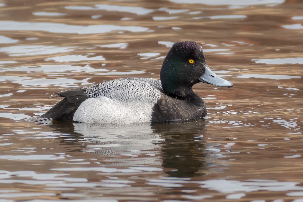 Lesser Scaup - Andy Wilson
