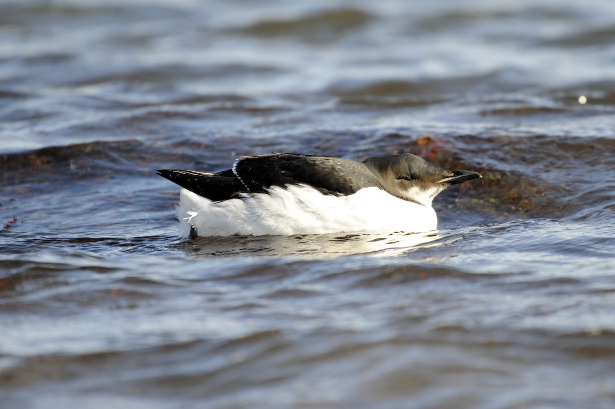 Thick-billed Murre - ML310540971