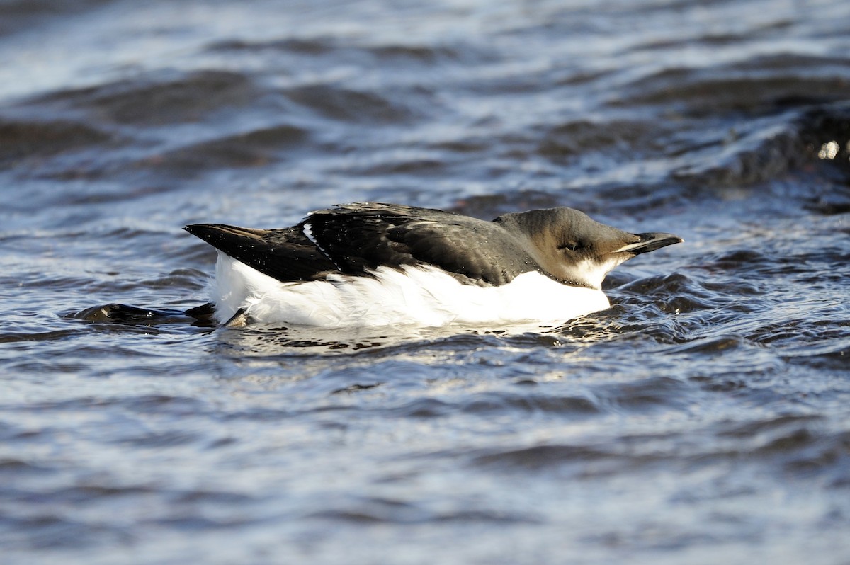 Thick-billed Murre - ML310540991