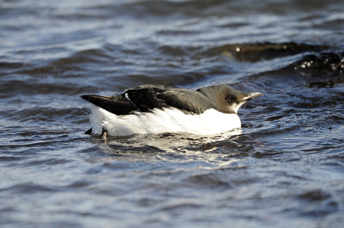 Thick-billed Murre - ML310541031