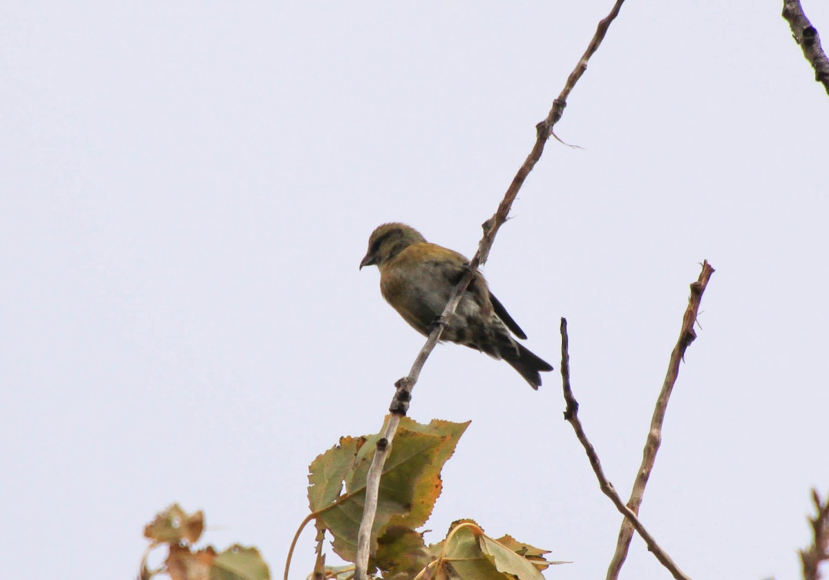 Red Crossbill - Andrew Don