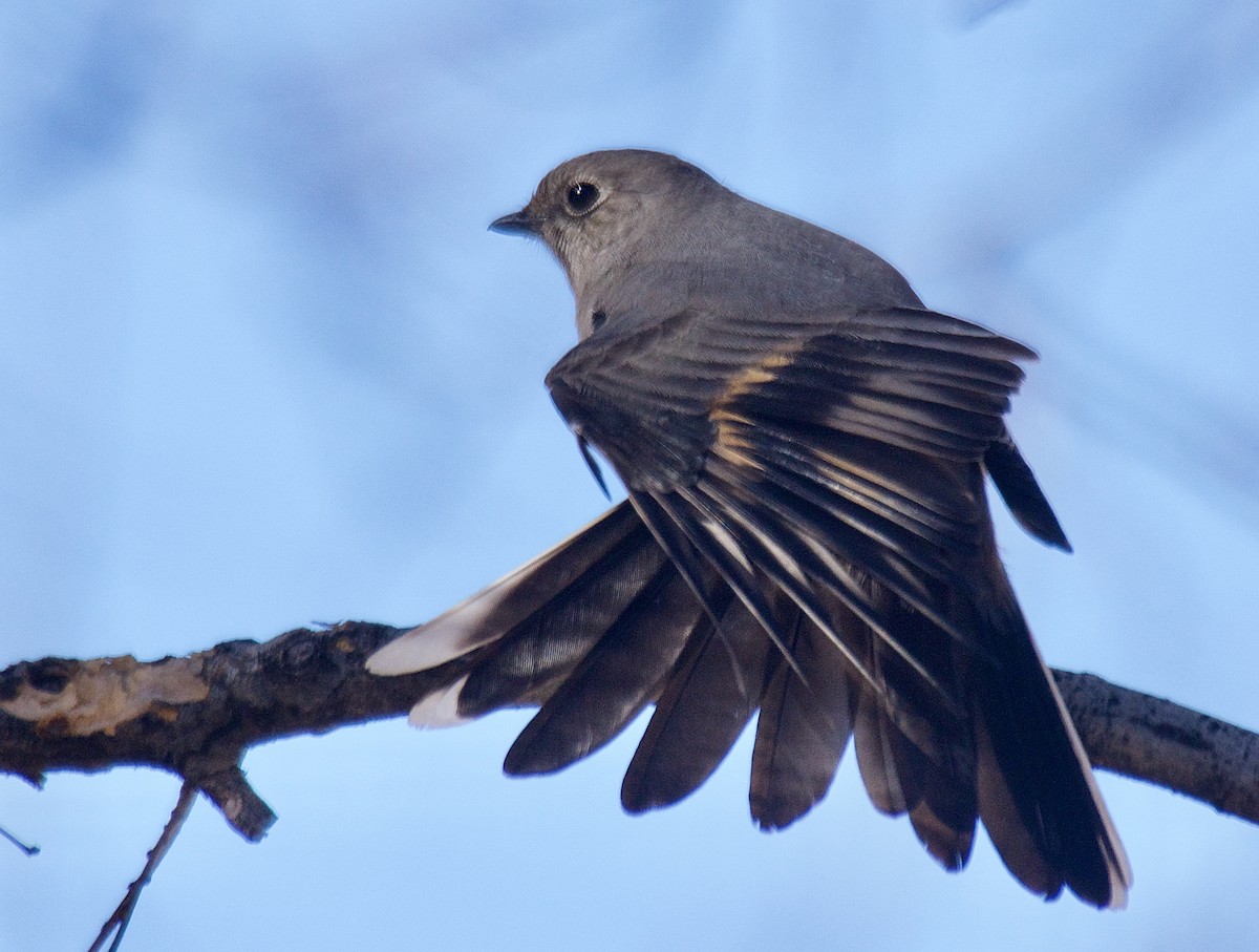 Townsend's Solitaire - ML310550051