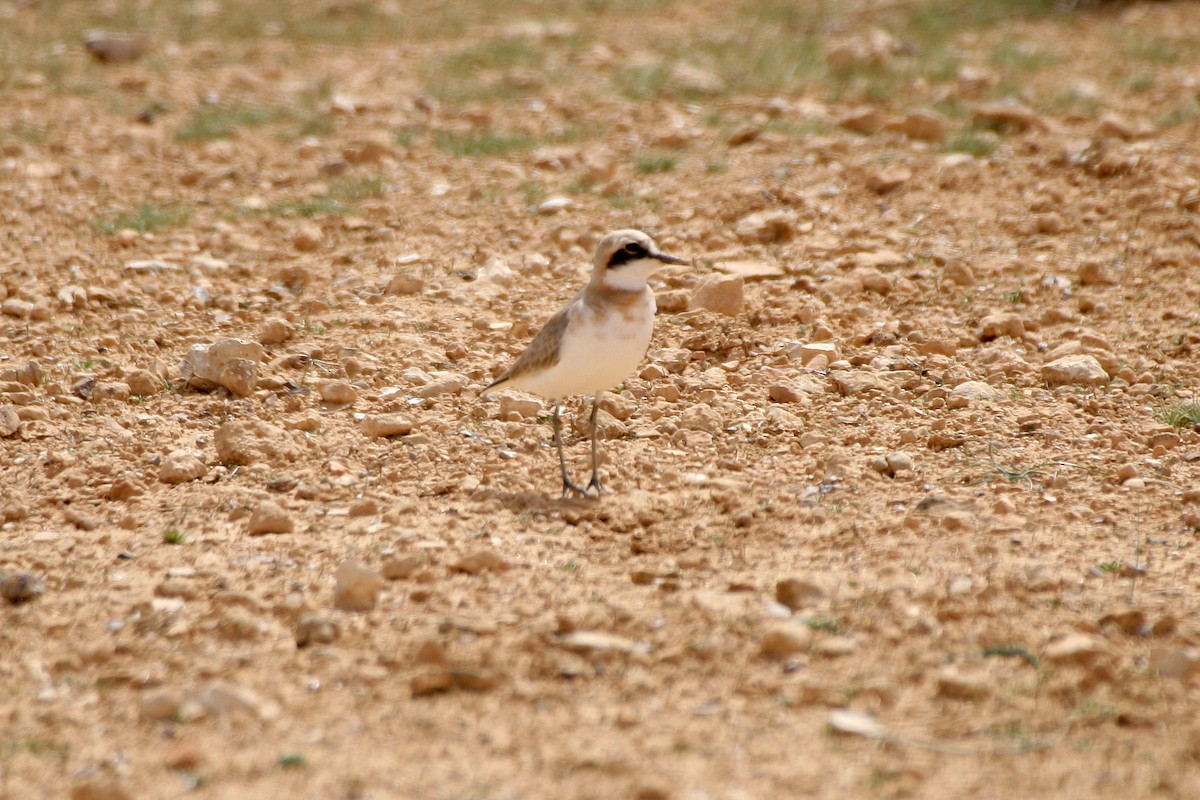 Greater Sand-Plover - Dominic Mitchell