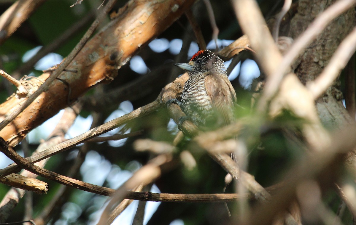 White-barred Piculet (Marajo) - ML31055181