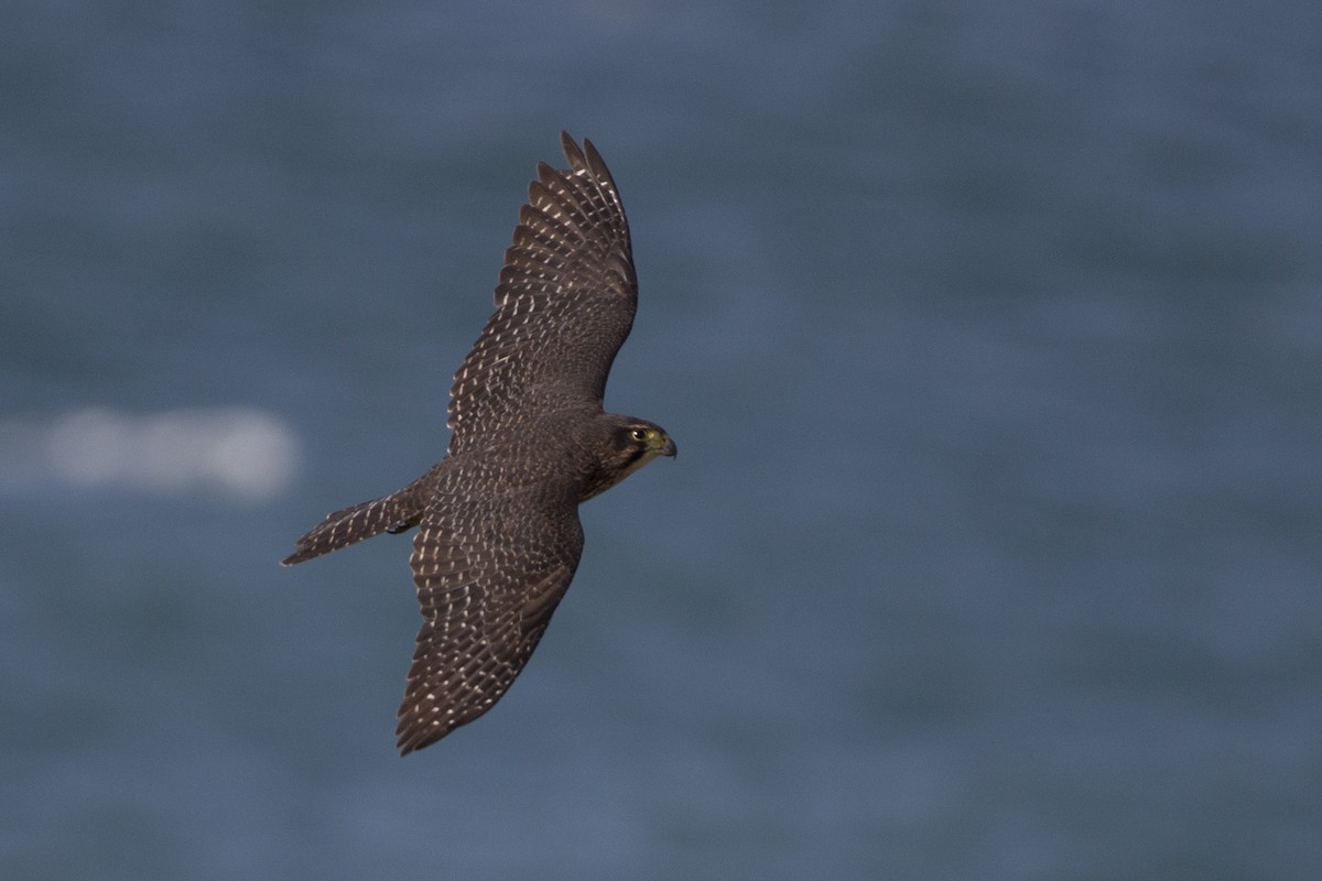 New Zealand Falcon - Oscar Thomas