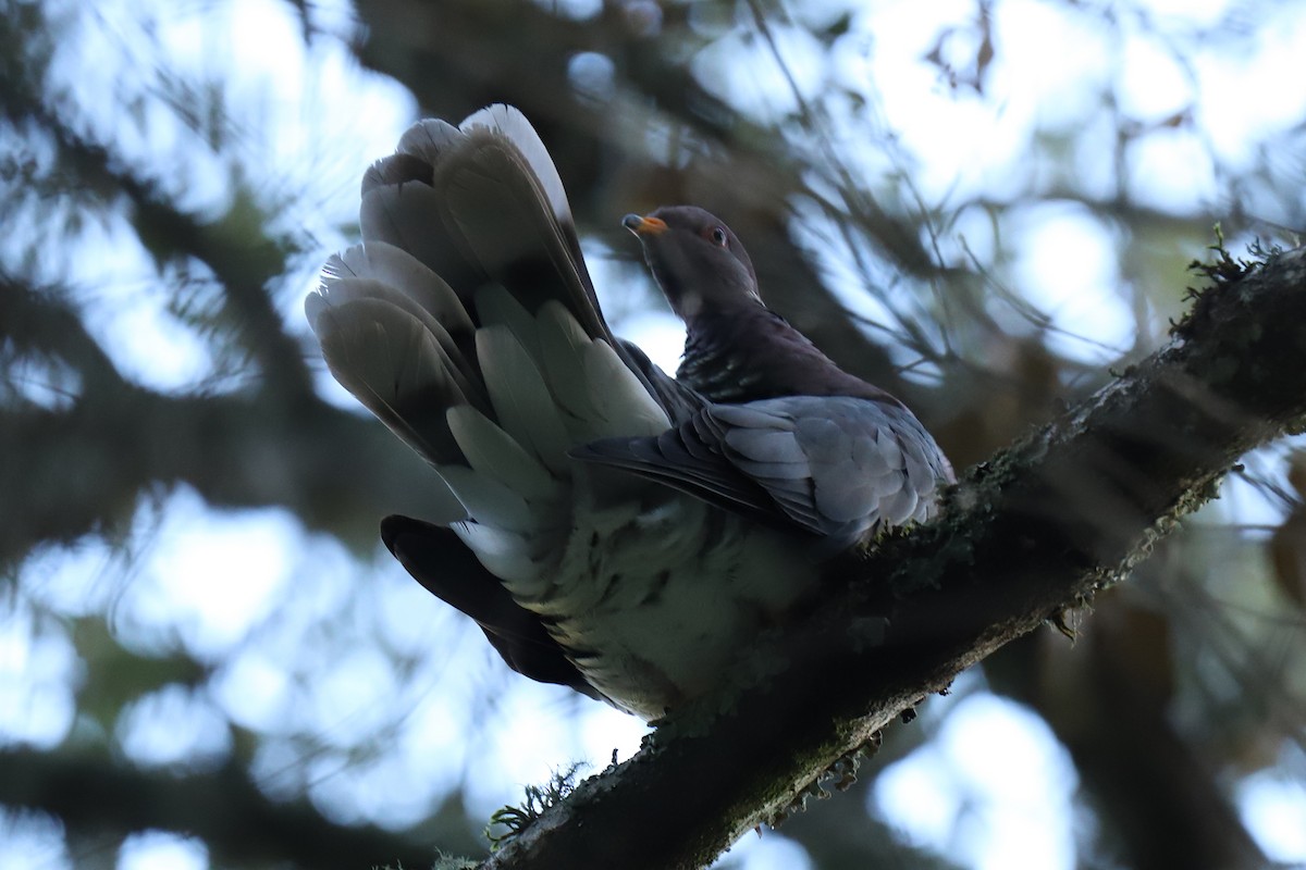 Band-tailed Pigeon - Audry Nicklin
