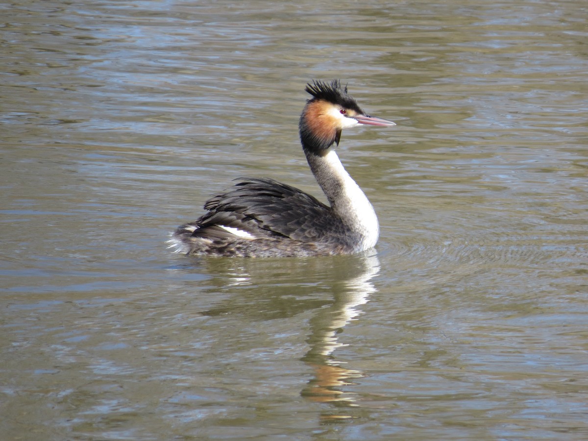 Great Crested Grebe - ML310556831