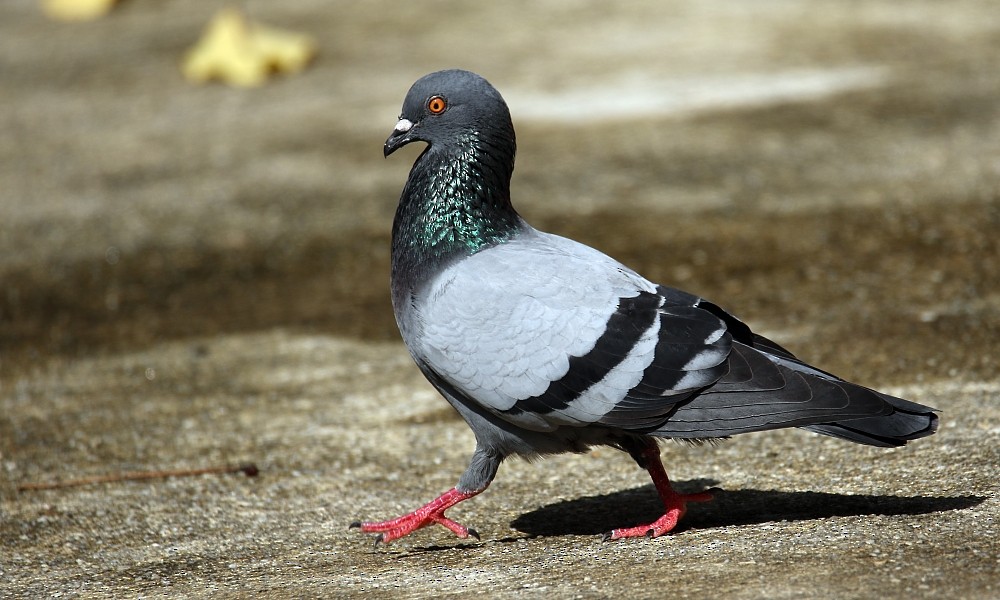Rock Pigeon (Feral Pigeon) - Pavel Parkhaev