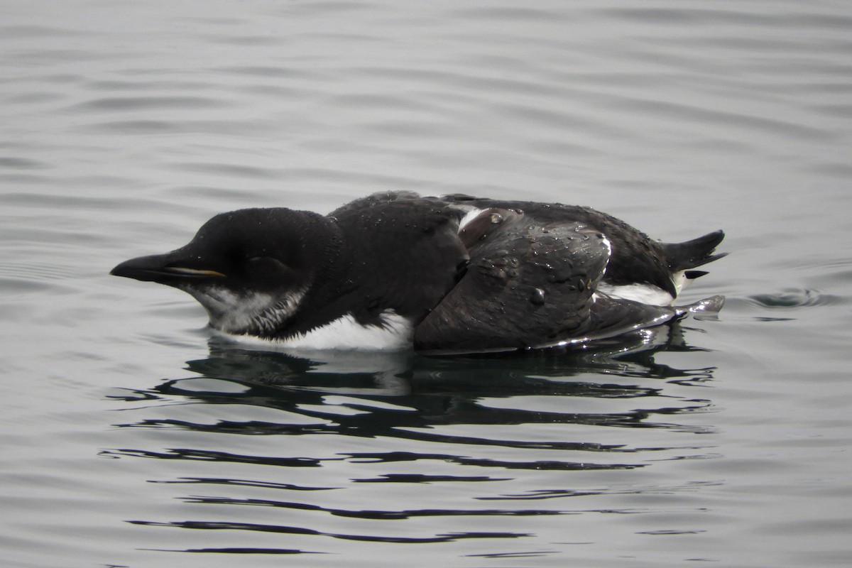 Thick-billed Murre - ML310562261