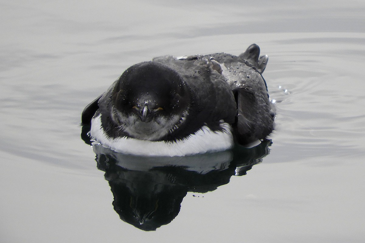 Thick-billed Murre - ML310562281