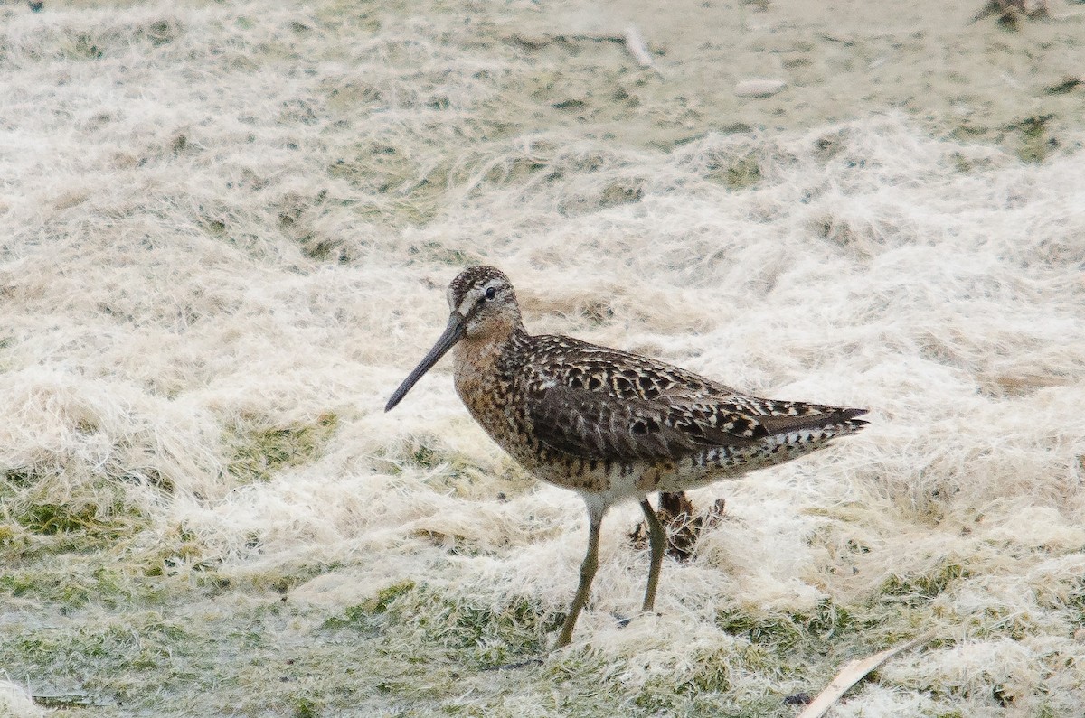 Short-billed Dowitcher - Iain Rayner