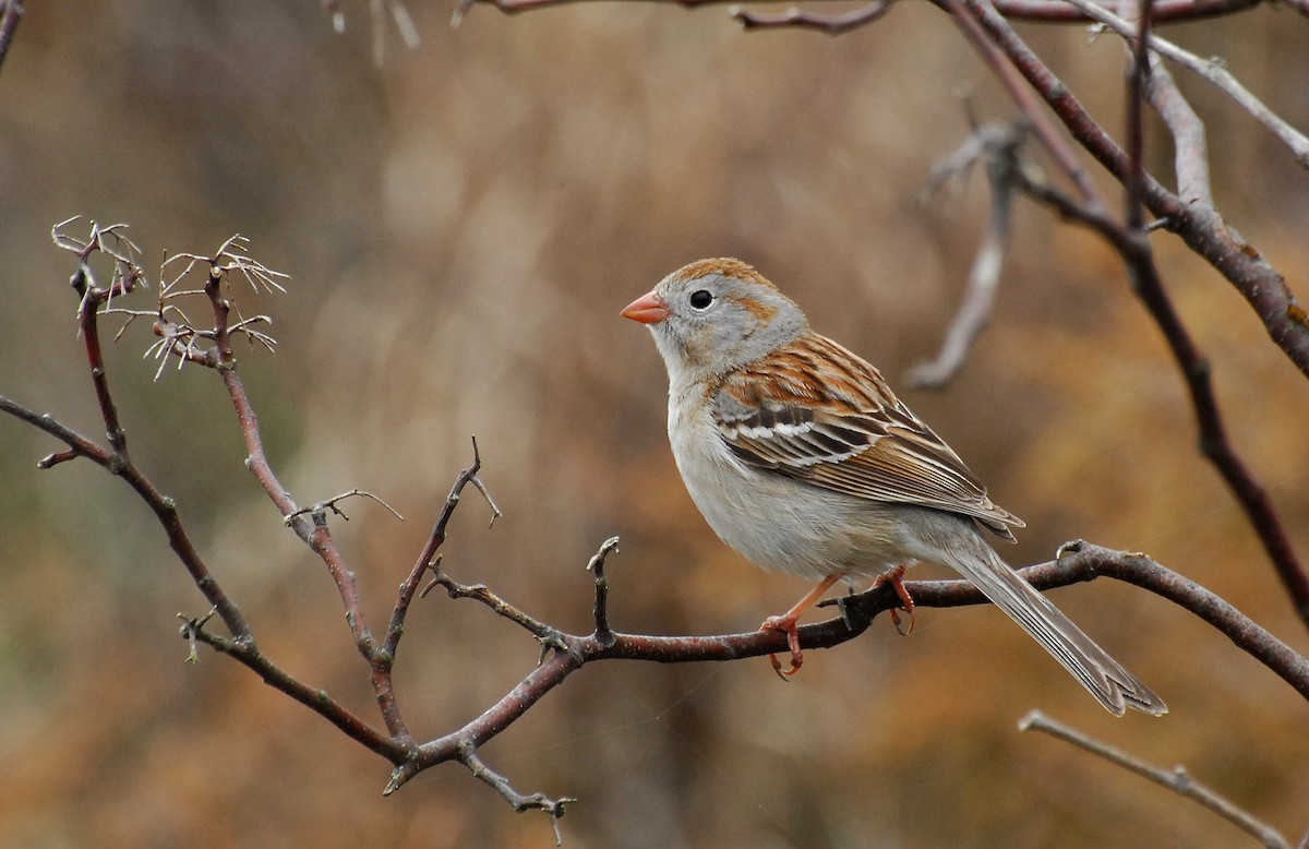 Field Sparrow - David M. Bell