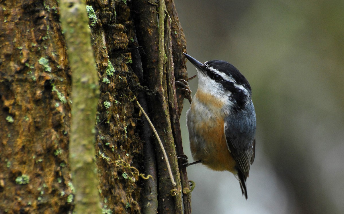 Red-breasted Nuthatch - ML31056401