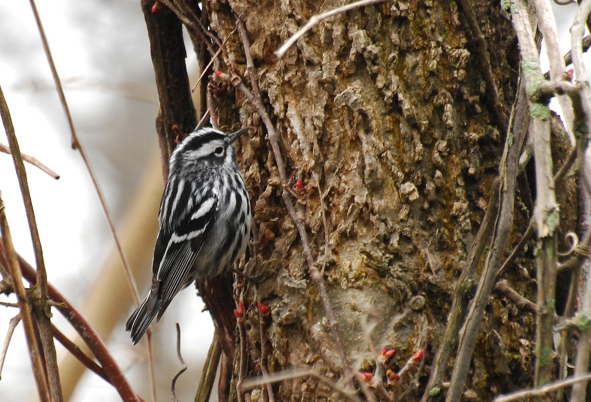 Black-and-white Warbler - ML31056431