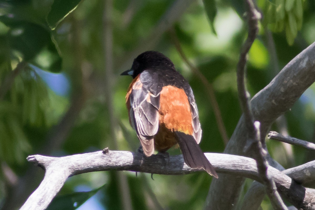 Orchard Oriole - ML31056491
