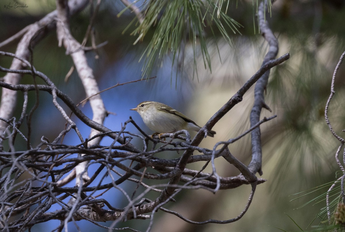 Yellow-browed Warbler - ML310569931