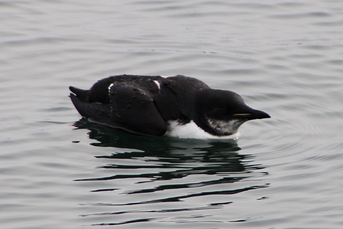 Thick-billed Murre - ML310577951