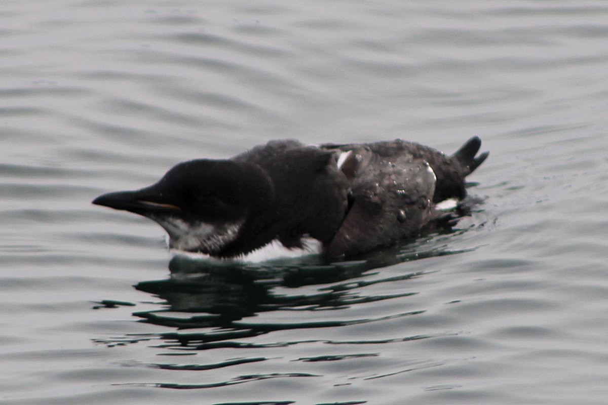 Thick-billed Murre - ML310577961