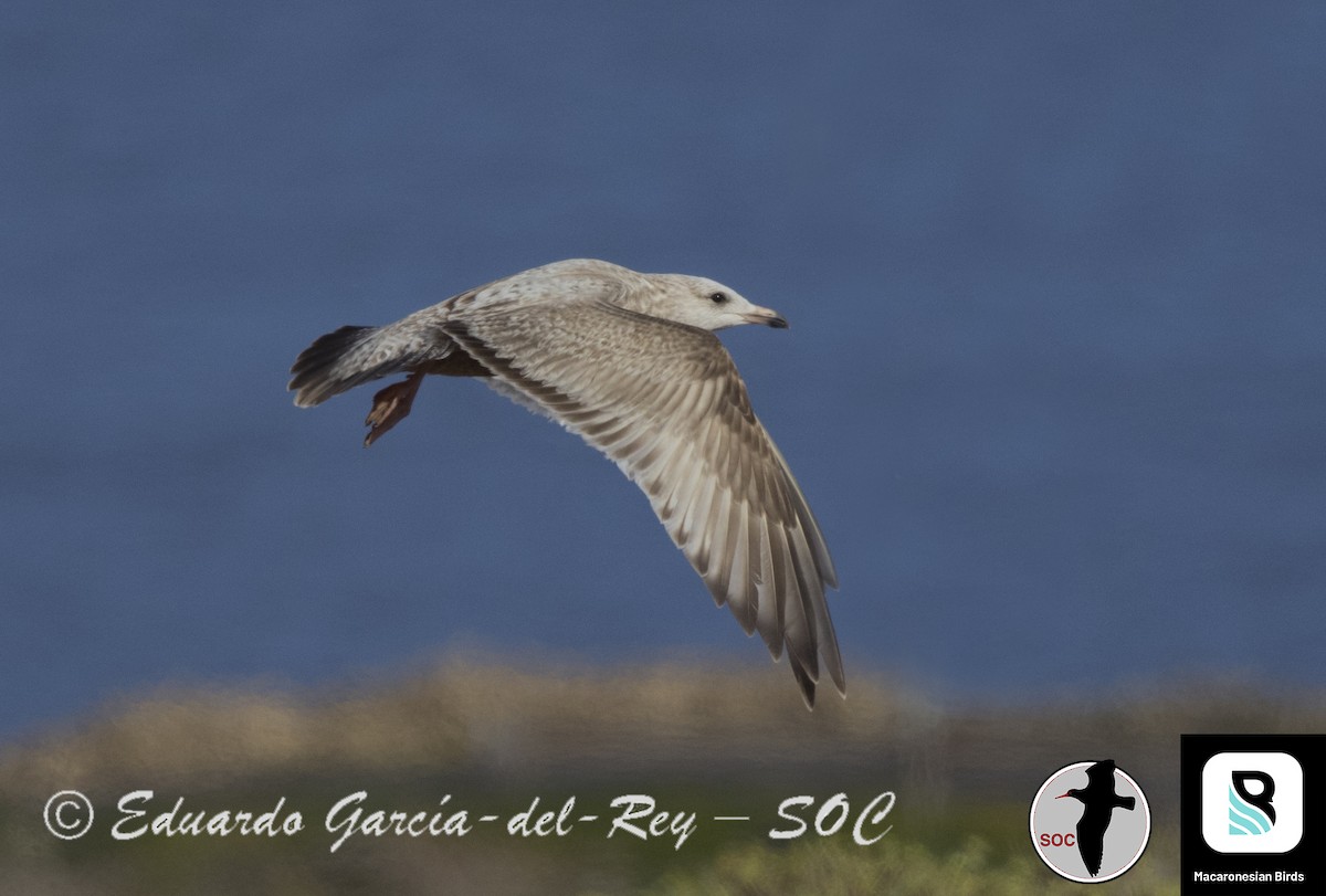 Herring Gull (American) - Eduardo Garcia-del-Rey