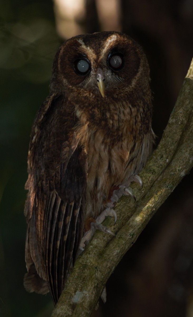 Mottled Owl - ML310584481