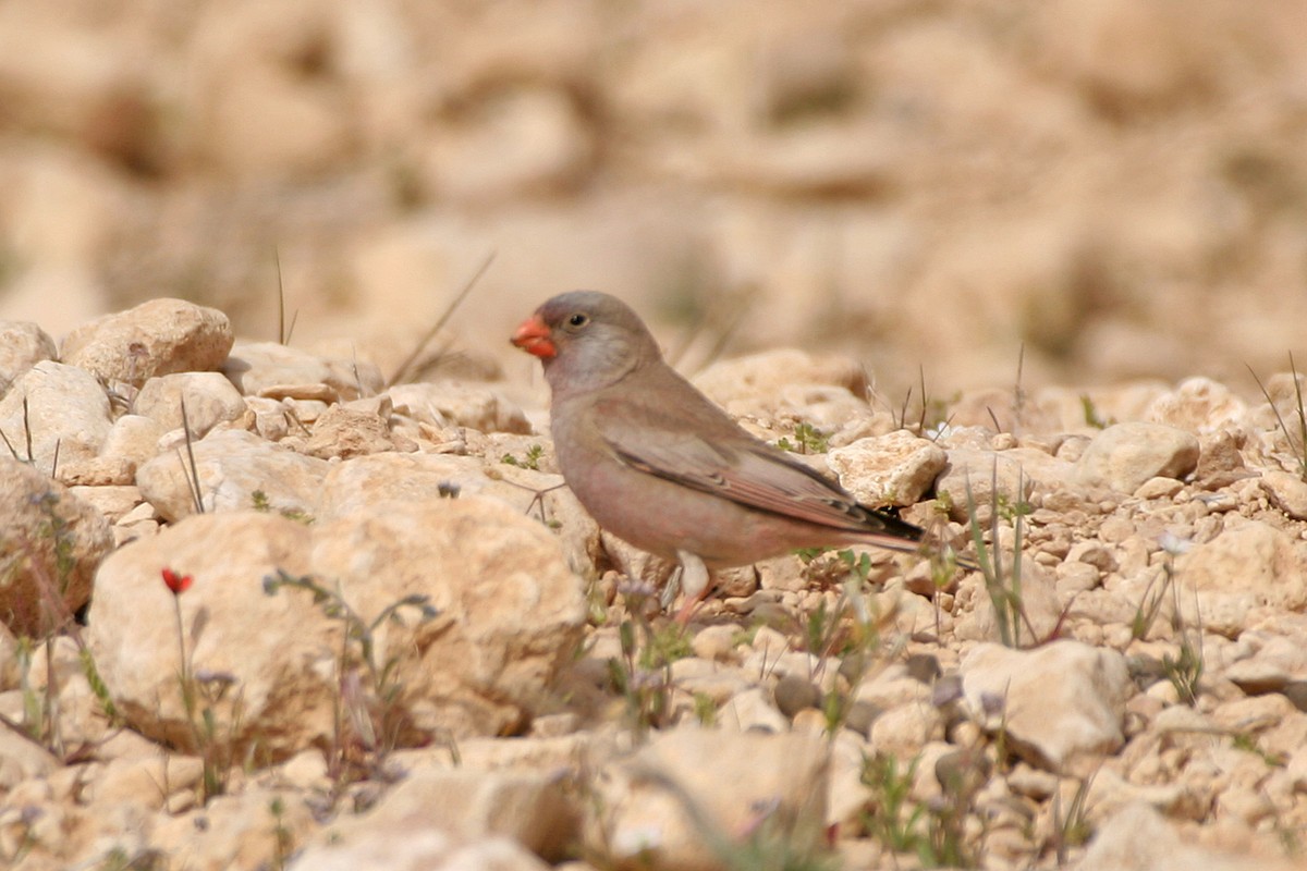 Trumpeter Finch - Dominic Mitchell