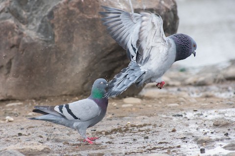 Rock Pigeon - eBird