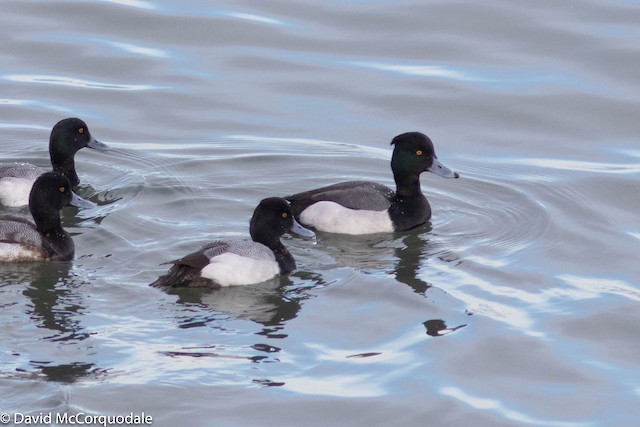 雑種 キンクロハジロ ｘ スズガモ コスズガモ Ebird