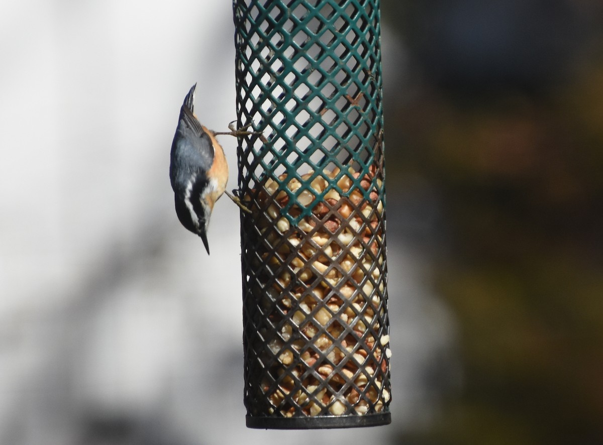 Red-breasted Nuthatch - Robert Scott