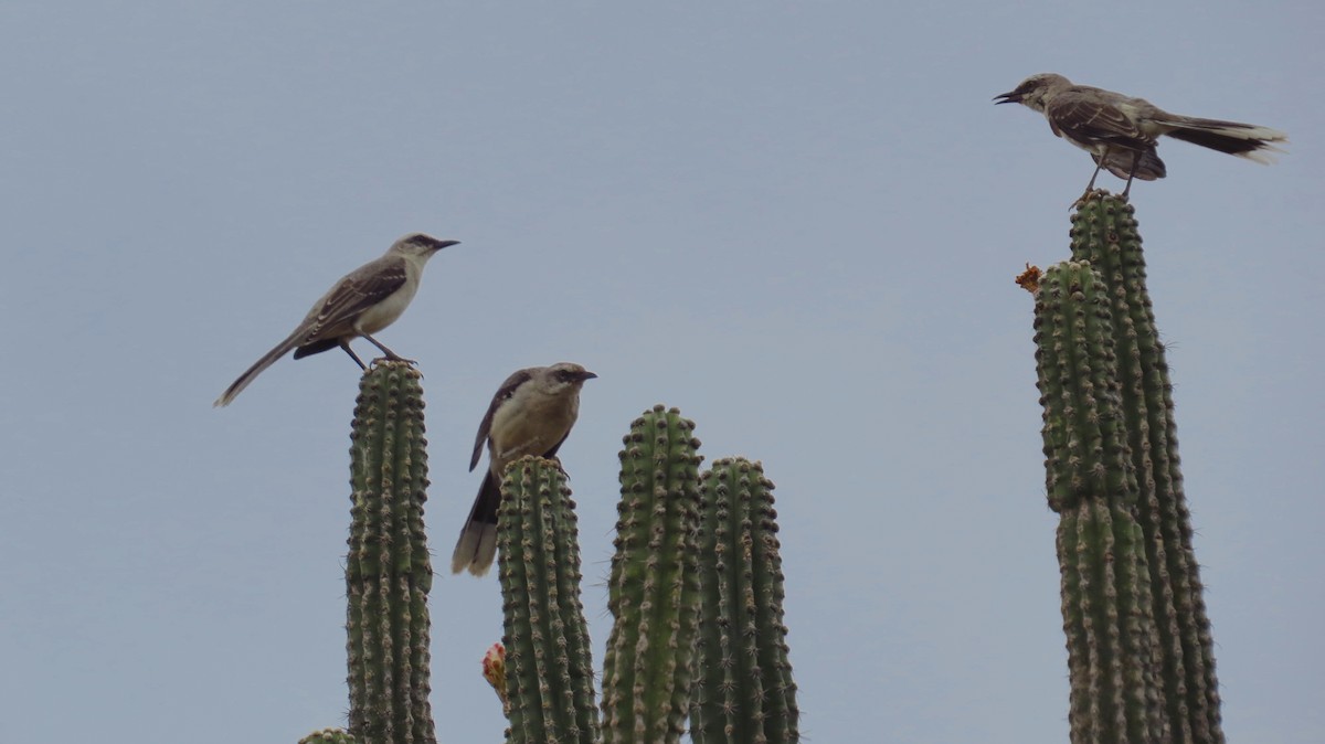 Tropical Mockingbird - Jorge Muñoz García   CAQUETA BIRDING