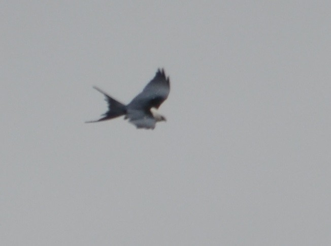 Swallow-tailed Kite - ML310598291