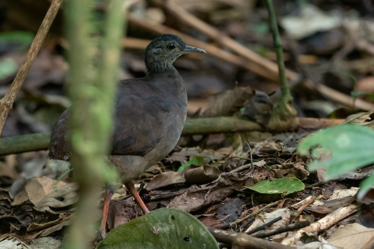 Slaty-breasted Tinamou - Phil Chaon