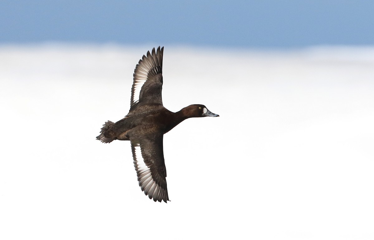 Greater Scaup - ML310601181