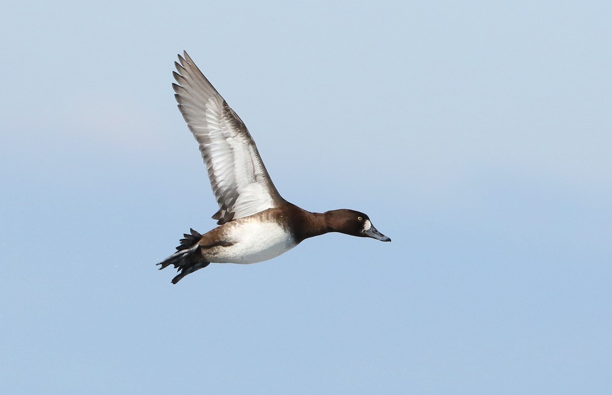Greater Scaup - ML310601291