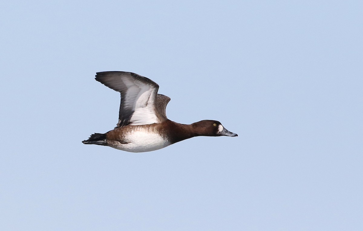 Greater Scaup - ML310601361