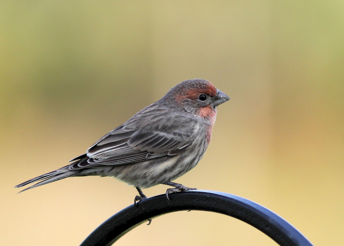 House Finch - Andy Wilson