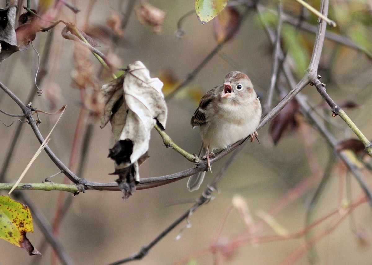 Field Sparrow - Andy Wilson