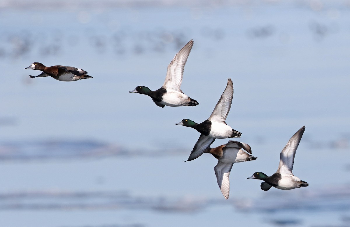 Greater Scaup - ML310602471